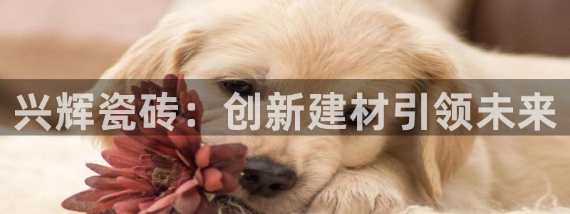 必一体育在哪下