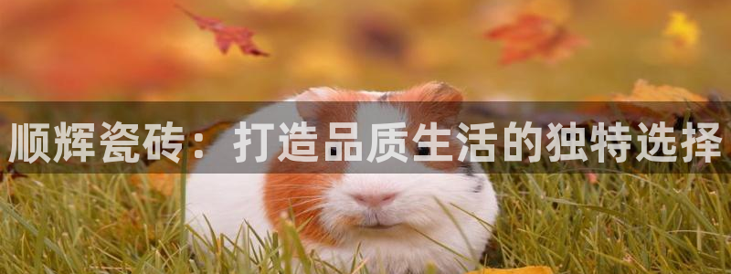 必一运动·(B-Sports)土豆